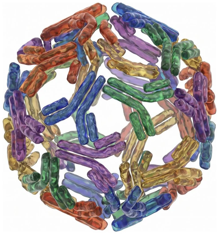 Abdabra mark: a hollow polyhedral shell assembled from many coloured antibodies