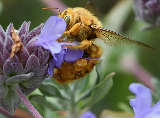 A male carpenter bee, Xylocopa sonorina, on purple sage flowers